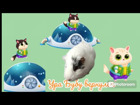 Видео: Бубу возвращается! Котёнок Bubu2