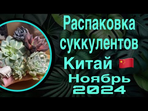 Видео: Распаковка суккулентов Китай 🇨🇳