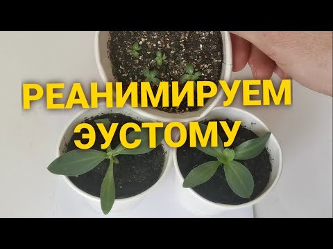 Видео: ЭУСТОМА НЕ ХОЧЕТ РАСТИ? ЗАСТАВИМ! Лёгкий метод решения проблемы.