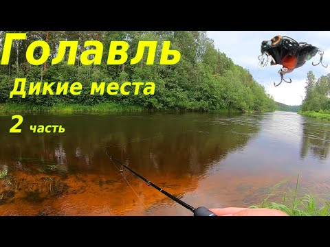 Видео: За голавлем в дикие места. 2 часть
