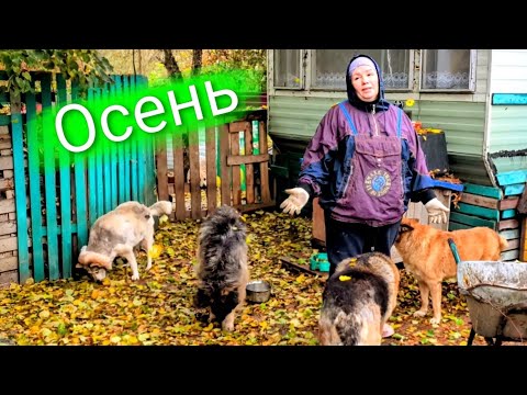 Видео: Осень и Мигдай в гостях у придворных 