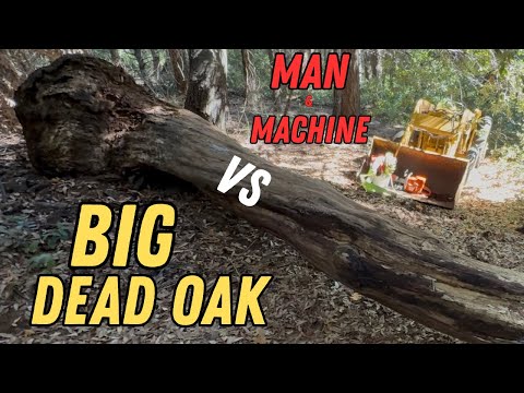 Видео: Убираю ОГРОМНЫЙ МЕРТВЫЙ ДУБ с моей ПОДЪЕЗДНОЙ ДОРОГИ