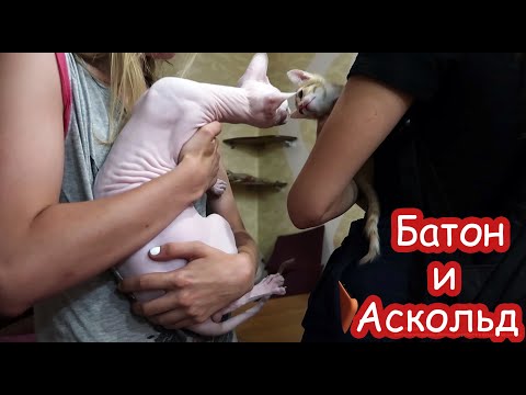 Видео: Батон знакомится с лысым котом Аскольдом