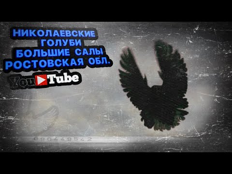 Видео: Николаевские голуби у Паши. Большие Салы Ростовская область. 2022 тел. +7 (928) 195-37-52