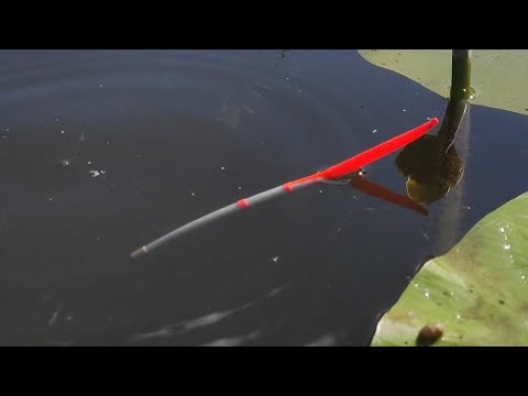 Видео: Рыбалка утром на реке - КРУПНЫЙ КАРАСЬ и РАЗНОРЫБИЦА на поплавок