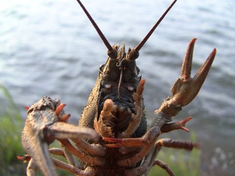 Видео: Экспериментальная ловля раков на раколовки(Дневник рыболова)