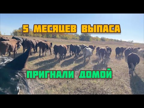 Видео: Перегон бычков на ферму