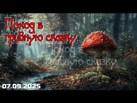 Видео: Поход в грибную сказку.