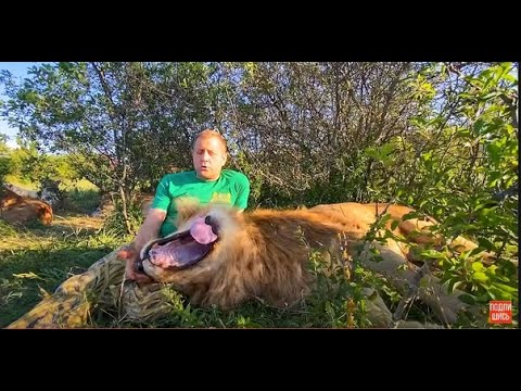 Видео: ВОЖАК ЛЬВОВ зевнул и лег спать прямо на коленях директора!