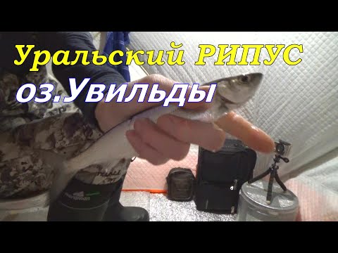 Видео: ЛОВЛЯ РИПУСА НА БИСЕР (безнасадка) УРАЛЬСКАЯ СЕЛЁДКА