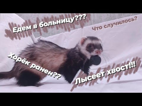 Видео: ХОРЬКУ плохо??? Поход к ветеринару// Vlog// Snezhana