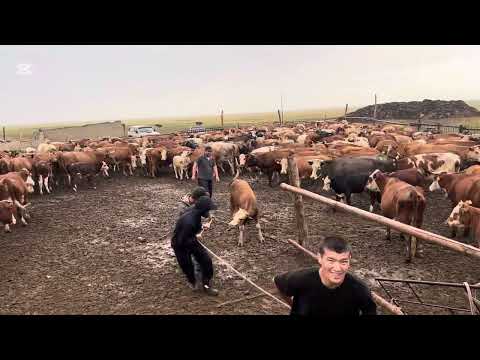 Видео: Жайлаудағы Үй