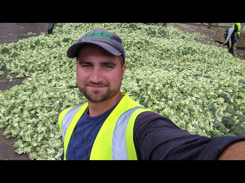 Видео: Работа в Англии(Шотландия)Ответы на вопросы.Cronan farm