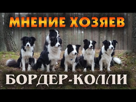 Видео: Интервью о породе Бордер-колли