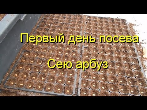 Видео: Первый день посева. Сею арбуз