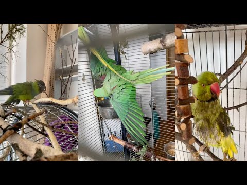 Видео: Как искупать попугая? 🦜 Как мыть волнистика, кореллу, неразлучника, аратингу и ожерелового
