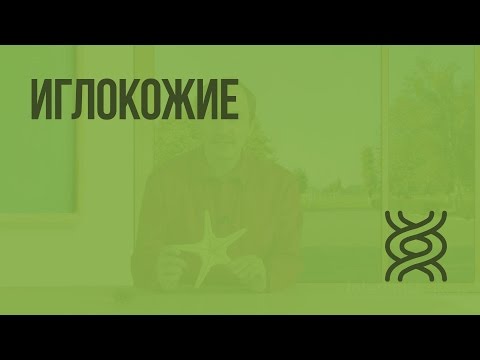 Видео: Иглокожие. Видеоурок по биологии 7 класс