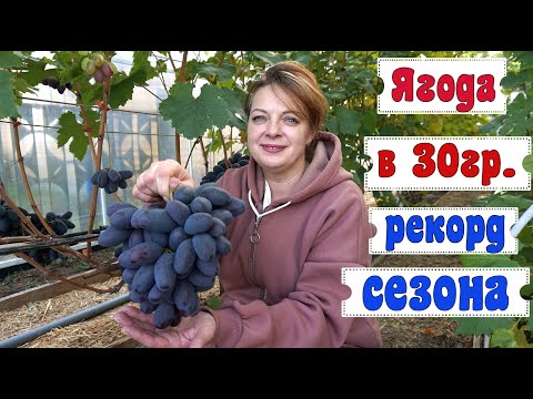 Видео: Виноград.  г.ф. Алвика ещё  больше удивляет. Урожай 2022г.