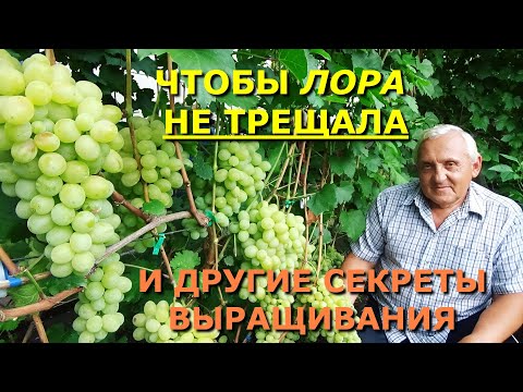 Видео: Что делать, чтобы Лора не трещала, и другие секреты ее выращивания