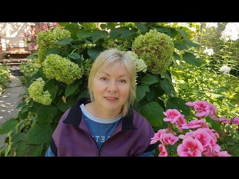 Видео: Откровенный разговор Тяжело вспоминать.Сейчас ничего не загадываем.Гортензия Грандифлора