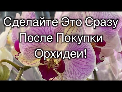 Видео: Делайте это немедленно после покупки орхидеи!