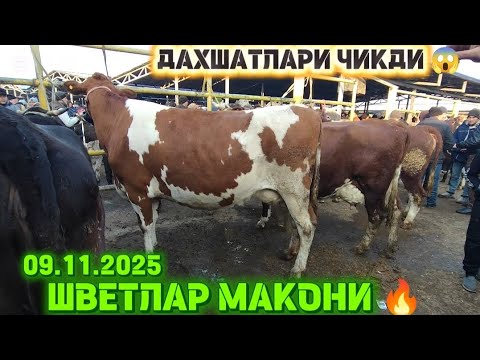 Видео: 9- НОЯБРЯ СИГИР НАРХЛАРИ ШВЕТЛАР МАКОНИ АН. КУРГОНТЕПАМОЛБОЗОР 2025