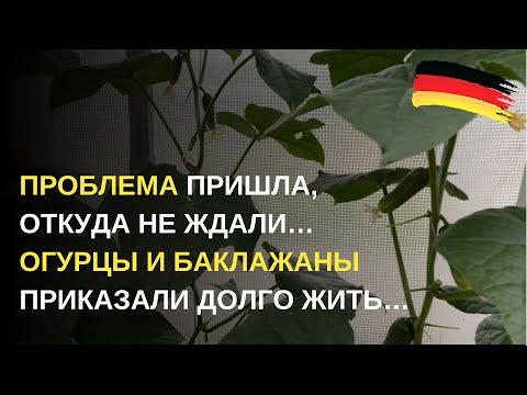 Видео: Дача в Германии. Огурцы и баклажаны погибают? Кто виноват в происходящем? Надо быть внимательнее!