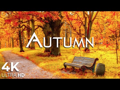 Видео: Красивая расслабляющая музыка в 4K 🍁 Очаровательные осенние пейзажи со звуками леса и умиротворяющей