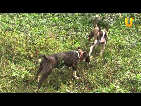 Видео: Глазами животных, выпуск 96. Мини-бультерьеры.