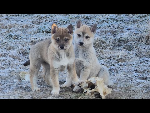 Видео: Щенки и лайки на 8 марта.