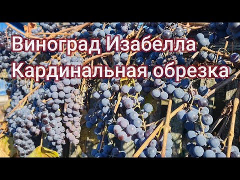 Видео: Кардинальная обрезка винограда Изабелла