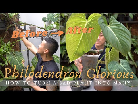 Видео: Продвинутый метод размножения | Воздушные отводки с насечками и паста Кейки | Уход за филодендрон...