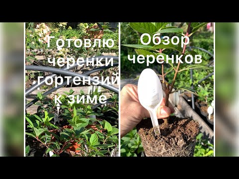 Видео: ГОТОВЛЮ ЧЕРЕНКИ МЕТЕЛЬЧАТЫХ ГОРТЕНЗИЙ К ЗИМЕ. Обзор черенков