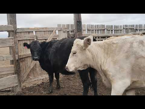Видео: Подготовка к перегону скота.