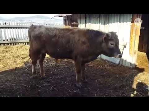 Видео: Препараты Элеовит и Ивермек , самые нужные лекарства в хозяйстве.