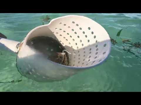 Видео: Прогулка с Equinox 900, краб 🦀 провокатор.