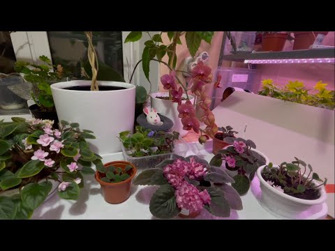 Видео: Самые выносливые Фиалки!🌸🌸🌸