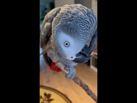 Видео: 5 причин, по которым вы не можете заводить больших попугаев. #birds  #parrot  #попугай  #жако