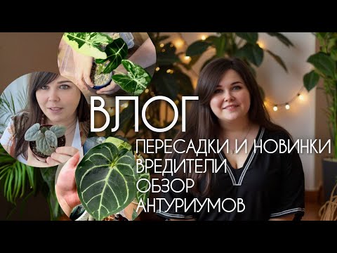 Видео: ВЛОГ: новинки, вредители, пересадки и.... ОБЗОР АНТУРИУМОВ