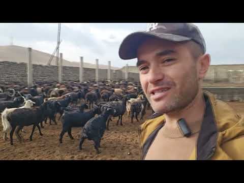 Видео: Тухфахои молие,ки ба мо аспдорон тухфа карданд. Соли гузашта 2024