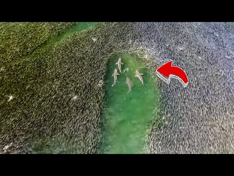 Видео: 38 Невероятных Вещей, Которые Люди Сняли на Камеру