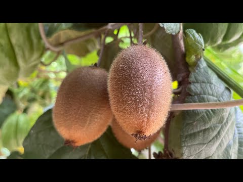 Видео: Киви в градината на бай Тошо | Септември 2022