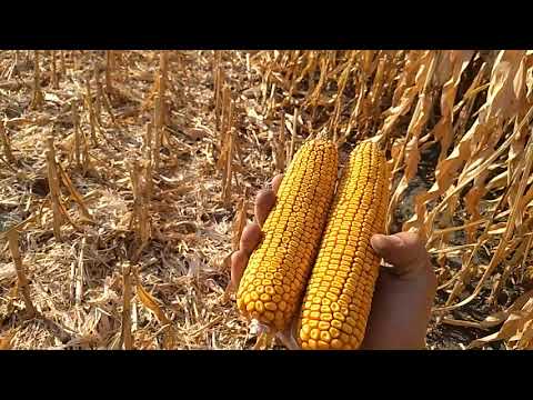 Видео: Урожайність Си Феномен 80+ ц/га