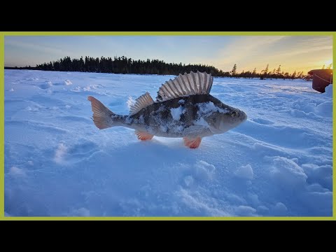 Видео: Рыбалка с друзьями на больших окуней. ХМАО