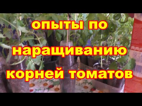 Видео: Высокие томаты станут низкими если нарастить корни на стволе