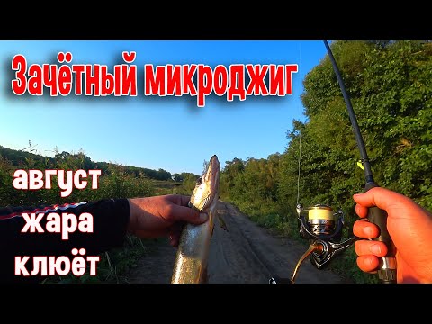 Видео: Зачётный микроджиг. Август, жара, клюёт👍
