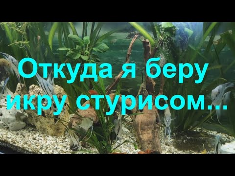 Видео: Откуда я беру икру стурисом...