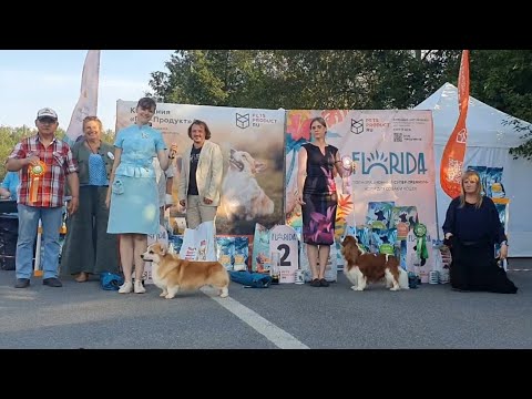 Видео: 13.07.2025, СПб. Клуб "Триумф-2" (РКФ, РФСС). Выставка собак всех пород "ПУТЬ К ТРИУМФУ" (САС, ЧФ)