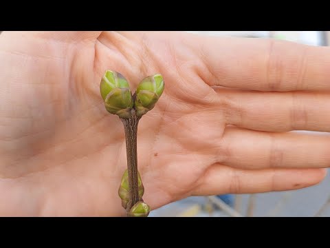Видео: Вопрос - ответ.
