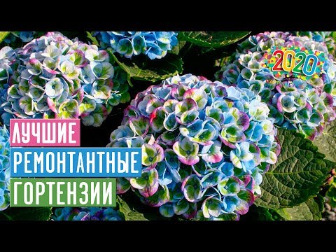 Видео: ПРОВЕРЕНЫ ВРЕМЕНЕМ И НАДЕЖНЫ!!! ЛУЧШИЕ СЕРИИ И СОРТА РЕМОНТАНТНЫХ ГОРТЕНЗИЙ 2020/ Садовый гид